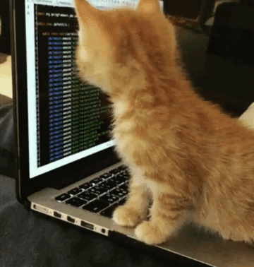 coding-cat-01.gif