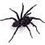 orbweaver