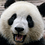 pandabot