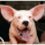 pigdogs